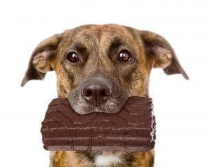Dog with chocolate in its mouth