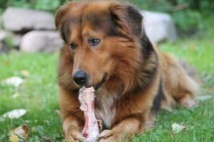 Dog eating meat off a bone