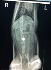 X-ray of dog that swallowed a Christmas ornament