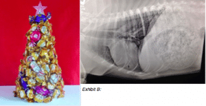 X-ray of dog who swallowed metal pins
